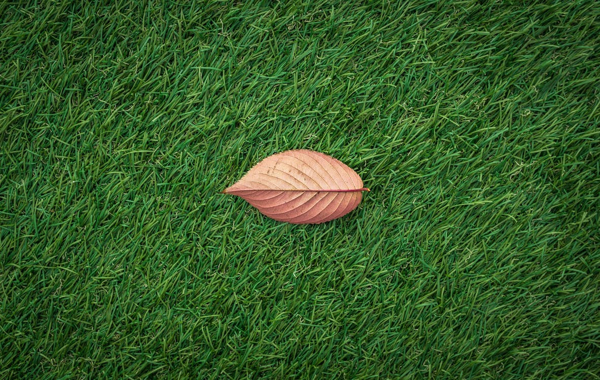 Kostnadsfri bild av blad, brunt löv, fält