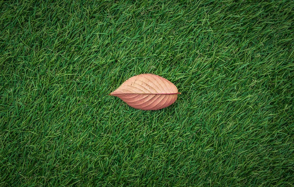 autumn, dried leaf, field