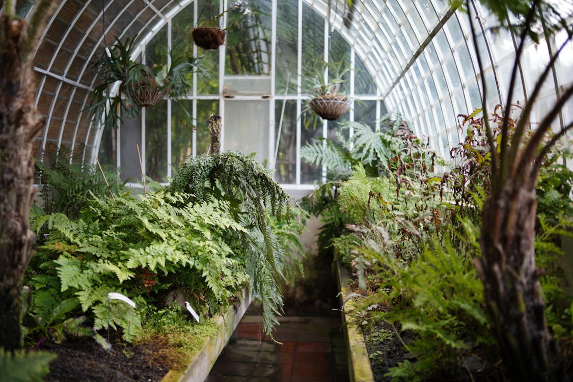 Gratis Interior De Invernadero Exuberante Con Helechos Y Palmeras Foto de stock