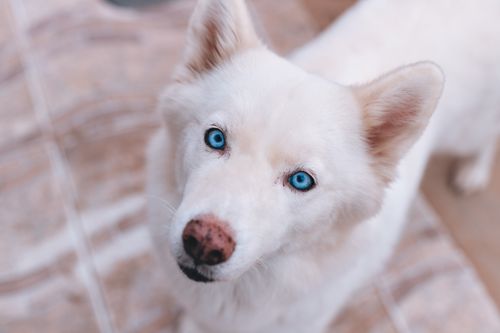 Free A captivating close-up of a Siberian Husky with bright blue eyes, highlighting its striking features. Stock Photo