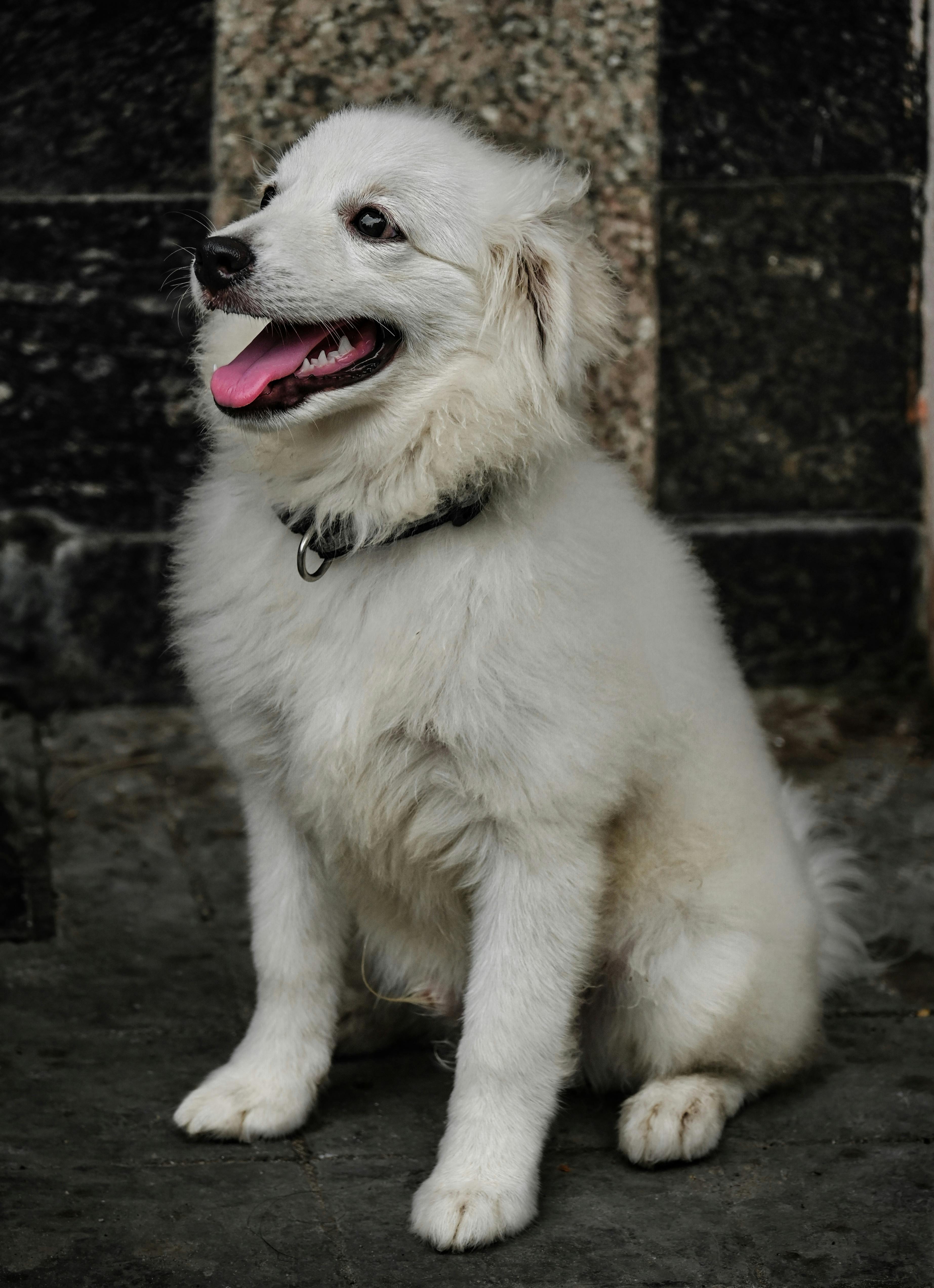 Ethical kennel scene for practical guides with attentive dogs and handlers