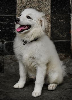 Fluffy white dog with a playful expression sitting inside, showcasing its full fluffy coat.