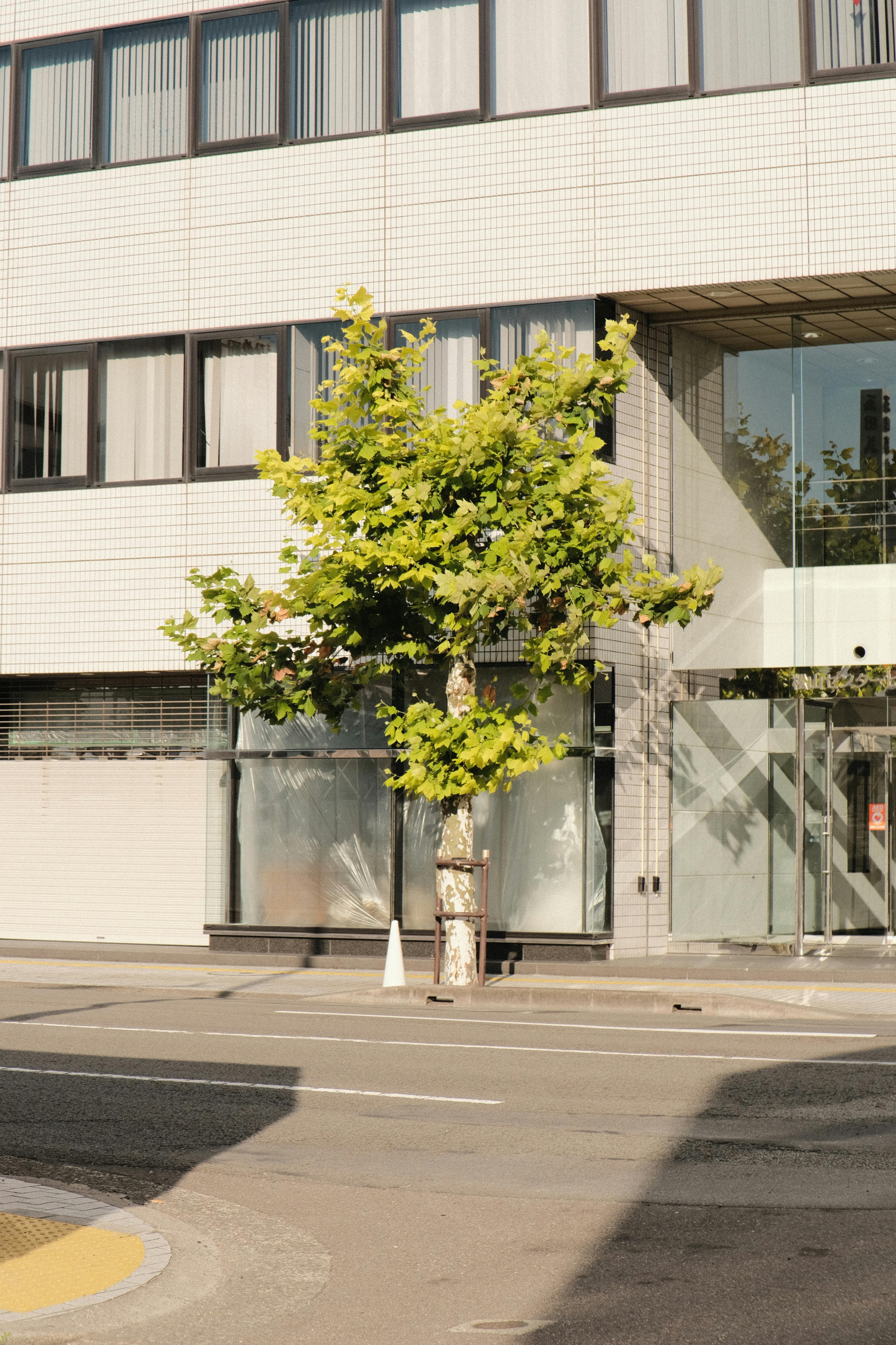 A solitary tree stands on a city street in front of a modern glass building.