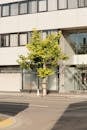 Urban Tree in Front of Modern Building