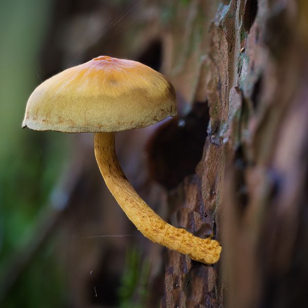 Houba nebo dřevokazná plíseň