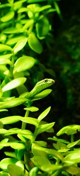 snake photo