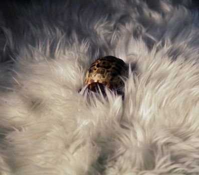 Adorable small turtle resting on a fluffy white fur blanket. Perfect for cozy themes.