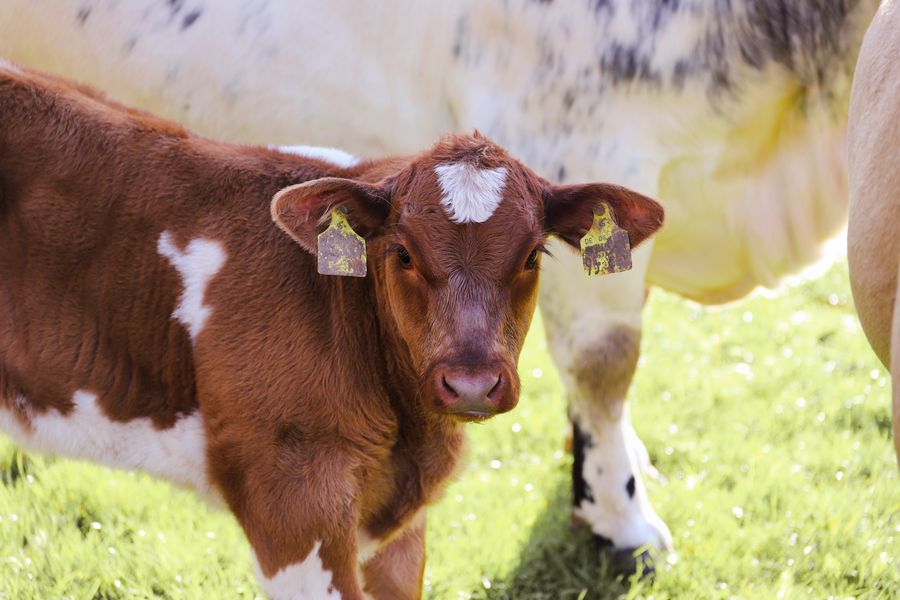 A young calf standing in a sunny meadow