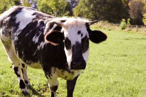 Free A black and white cow stands in a lush, sunlit meadow, perfect for farm stock imagery. Stock Photo