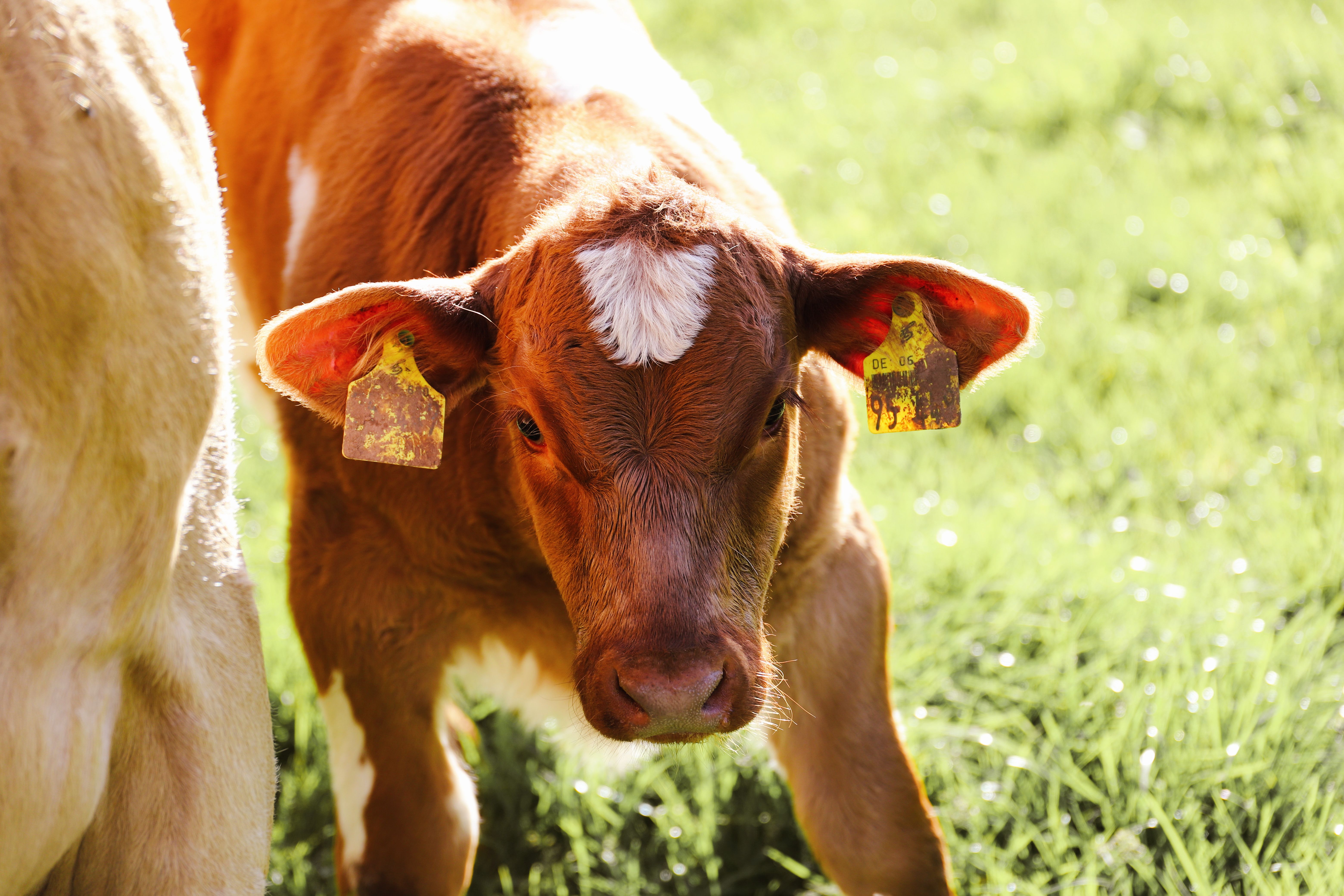 How Much Does Identification Cost for a Small Cattle Farm? A Detailed Cost Breakdown