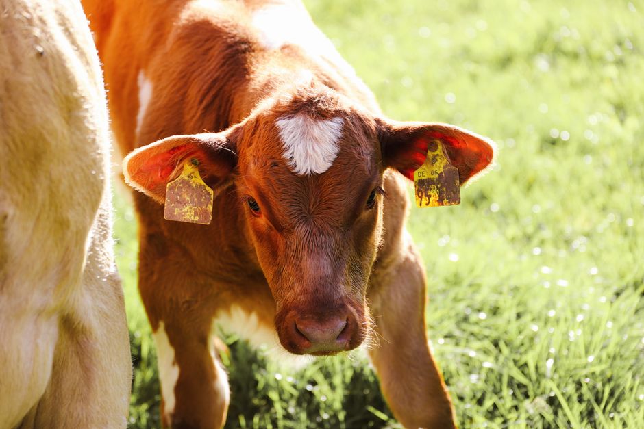 How Much Does Identification Cost for a Small Cattle Farm? A Detailed Cost Breakdown How Much Does Identification Cost for a Small Cattle Farm? A Detailed Cost Breakdown