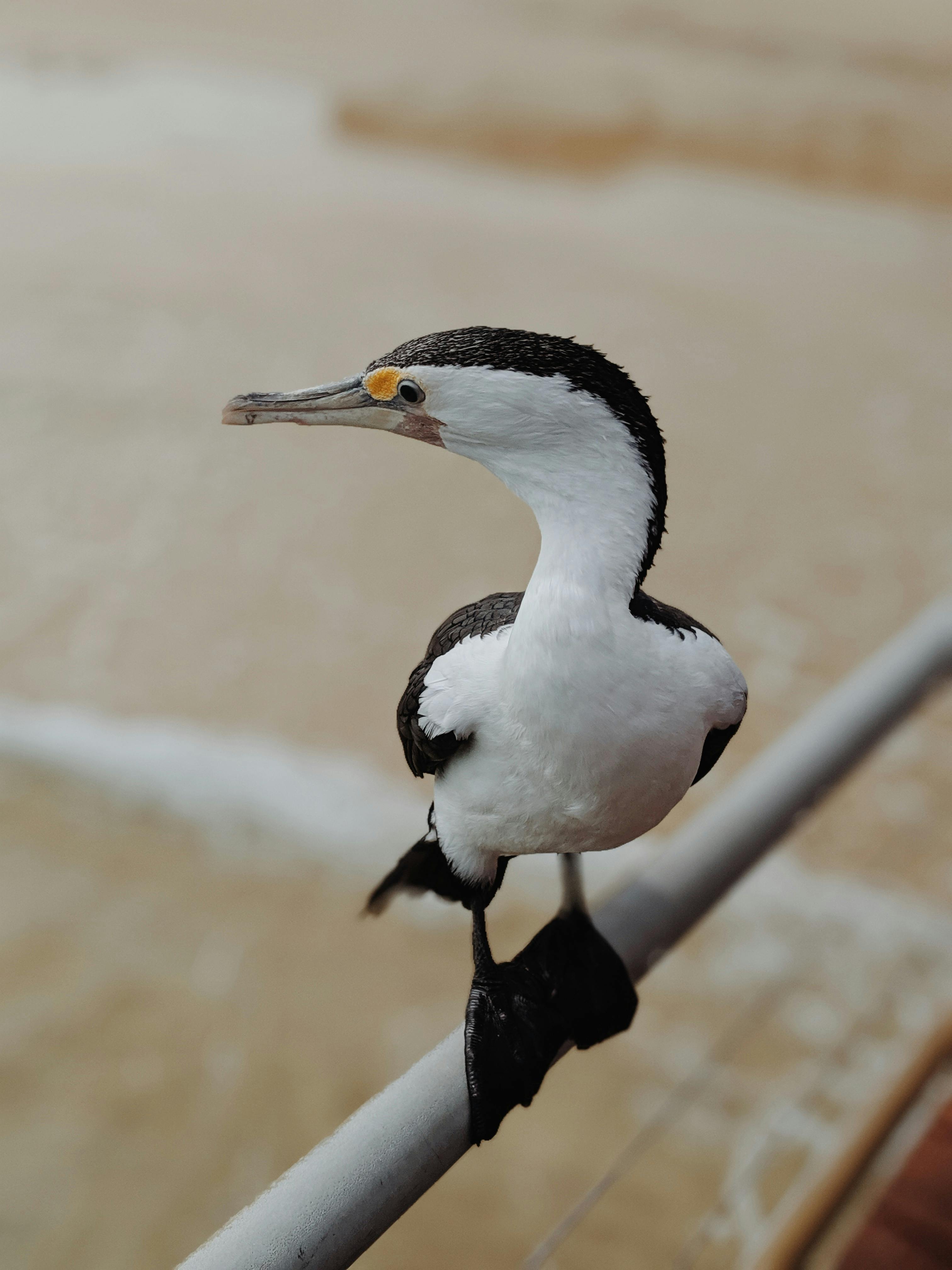 white and black bird