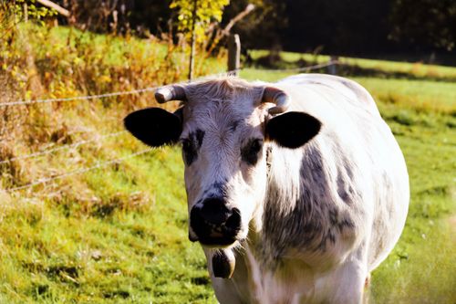 Free A spotted cow stands in a sunlit meadow, showcasing peaceful rural life. Stock Photo