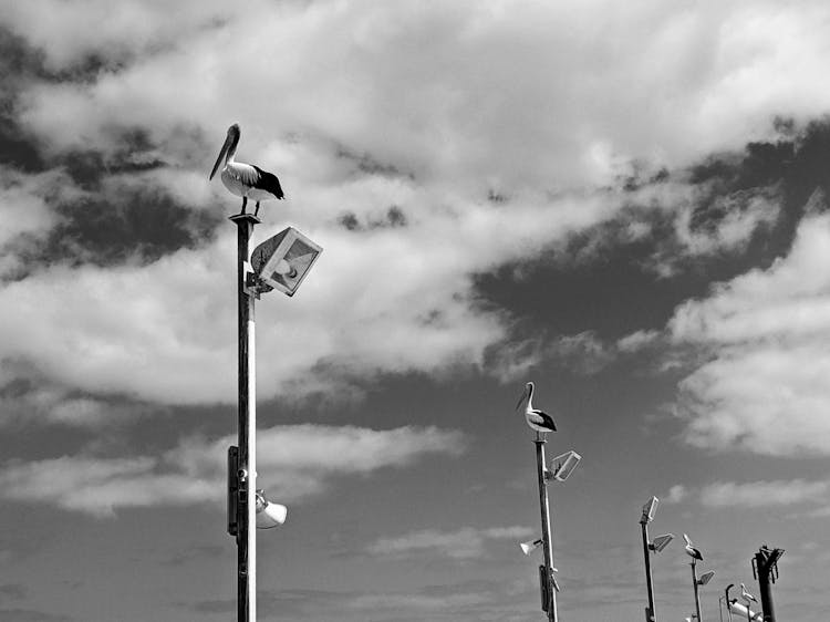 Grayscale Photo Of Perched Pelicans