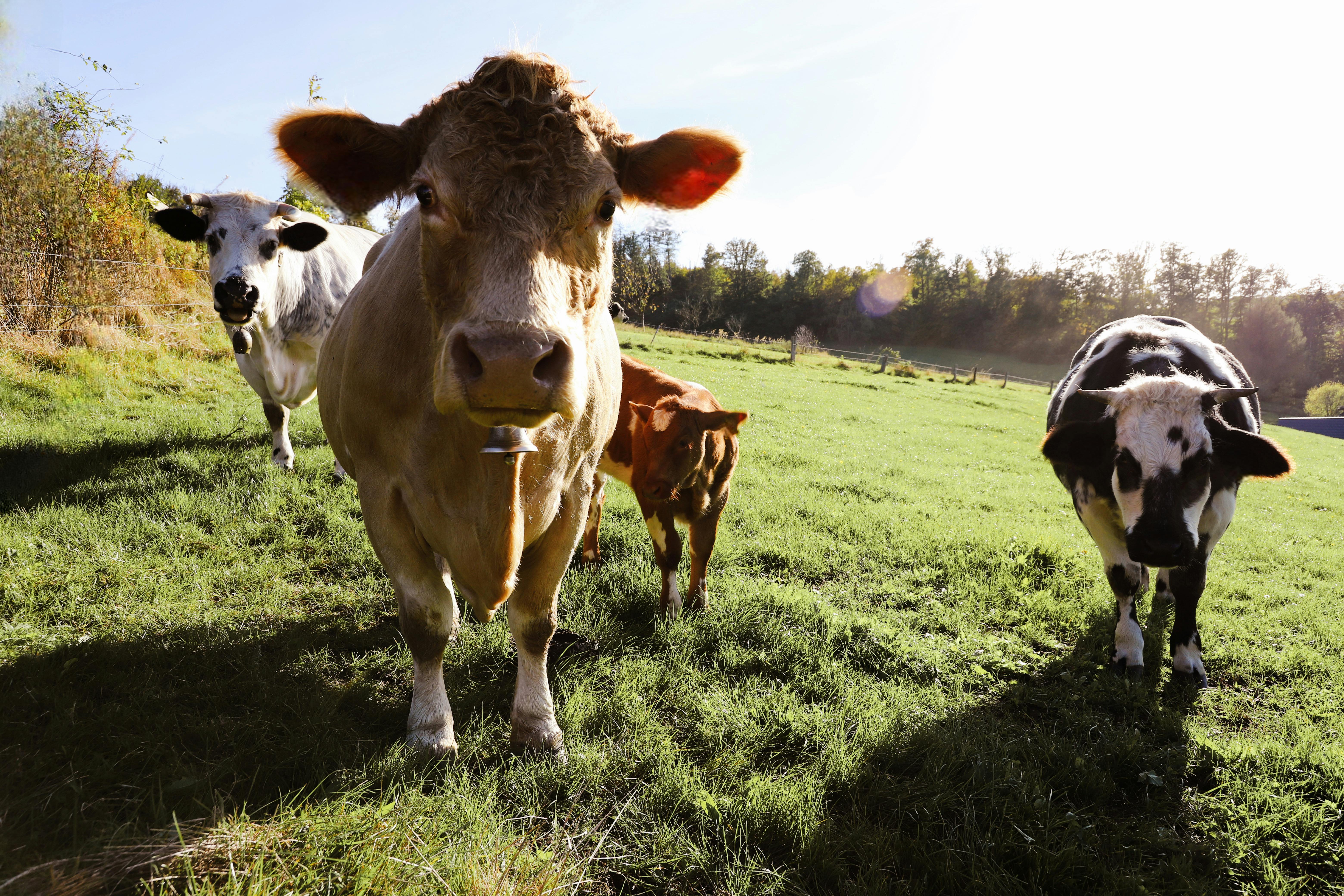 Vacas lecheras pastando en un prado verde de una granja