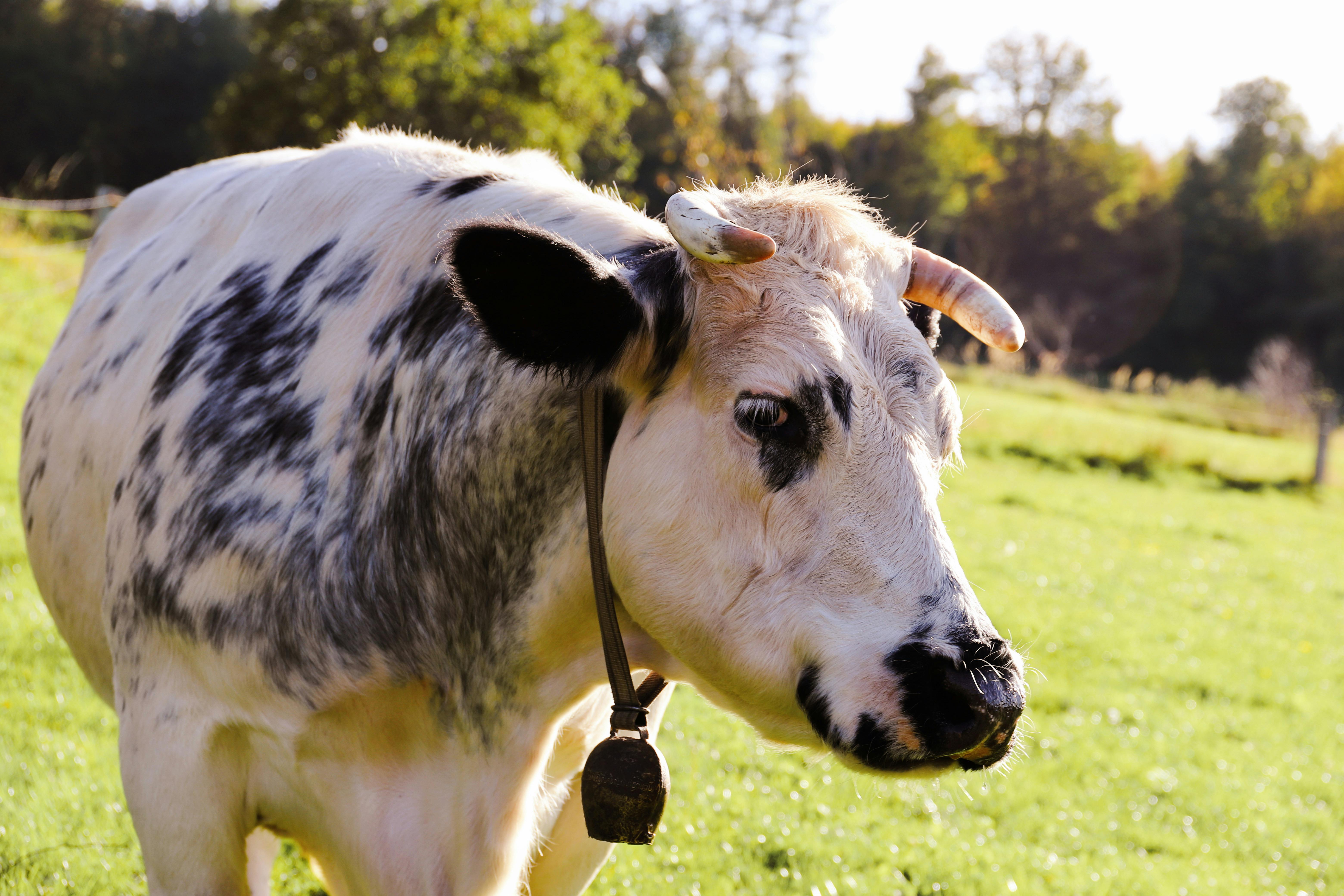 Gratuit Vache Tachetée Broutant Dans Un Pré Ensoleillé Photos