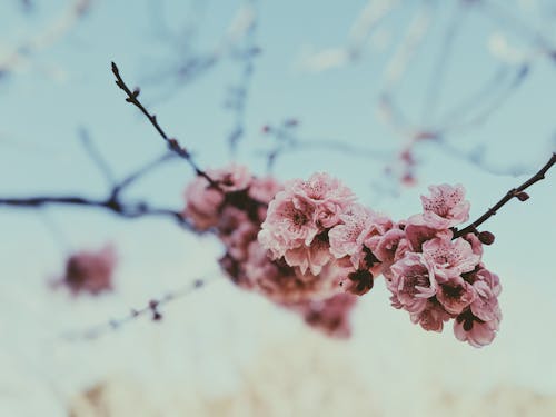 Fotobanka s bezplatnými fotkami na tému čerešňa, čerešňové kvety, flóra
