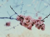 澳大利亚图文巴盛开的精致樱花，捕捉到了春天的精髓