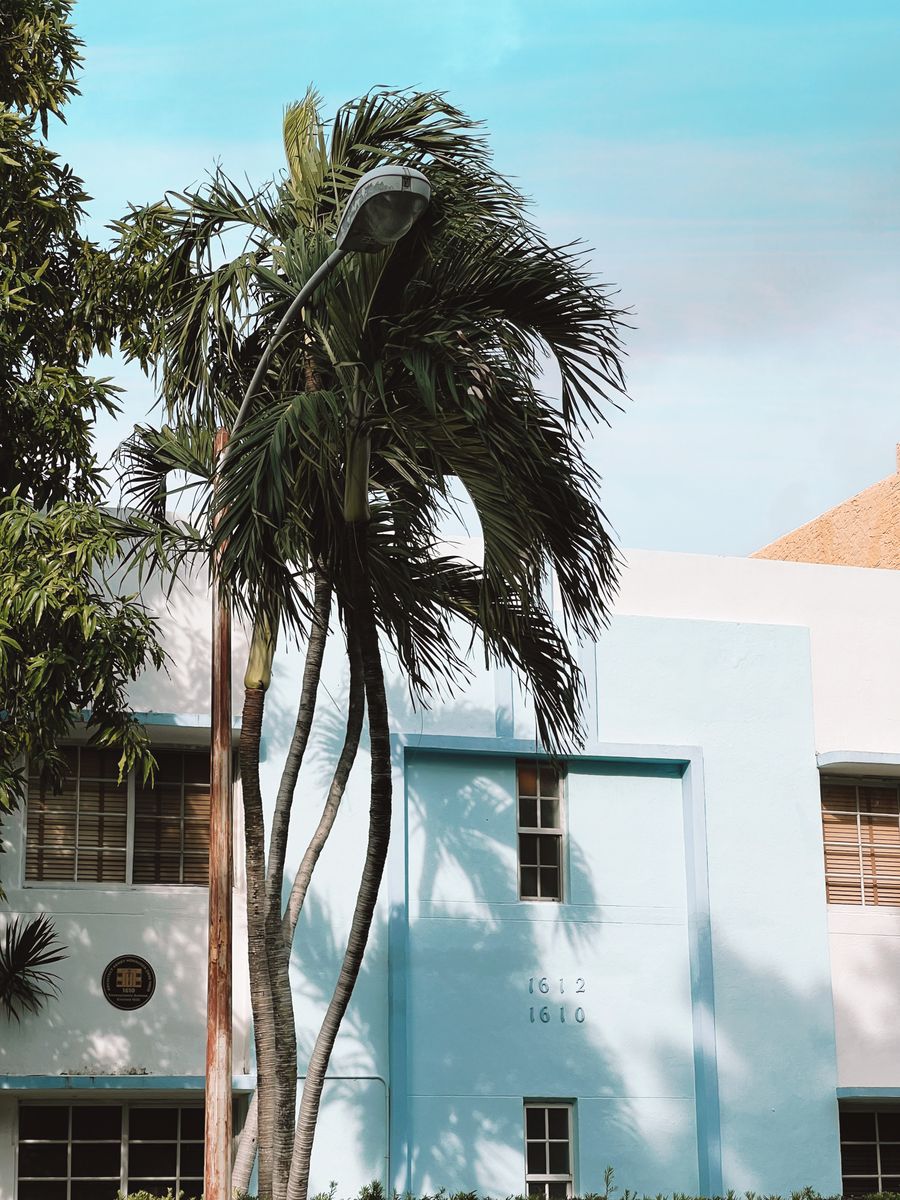 A palm leaning in front of a pastel blue and white Art Deco building
