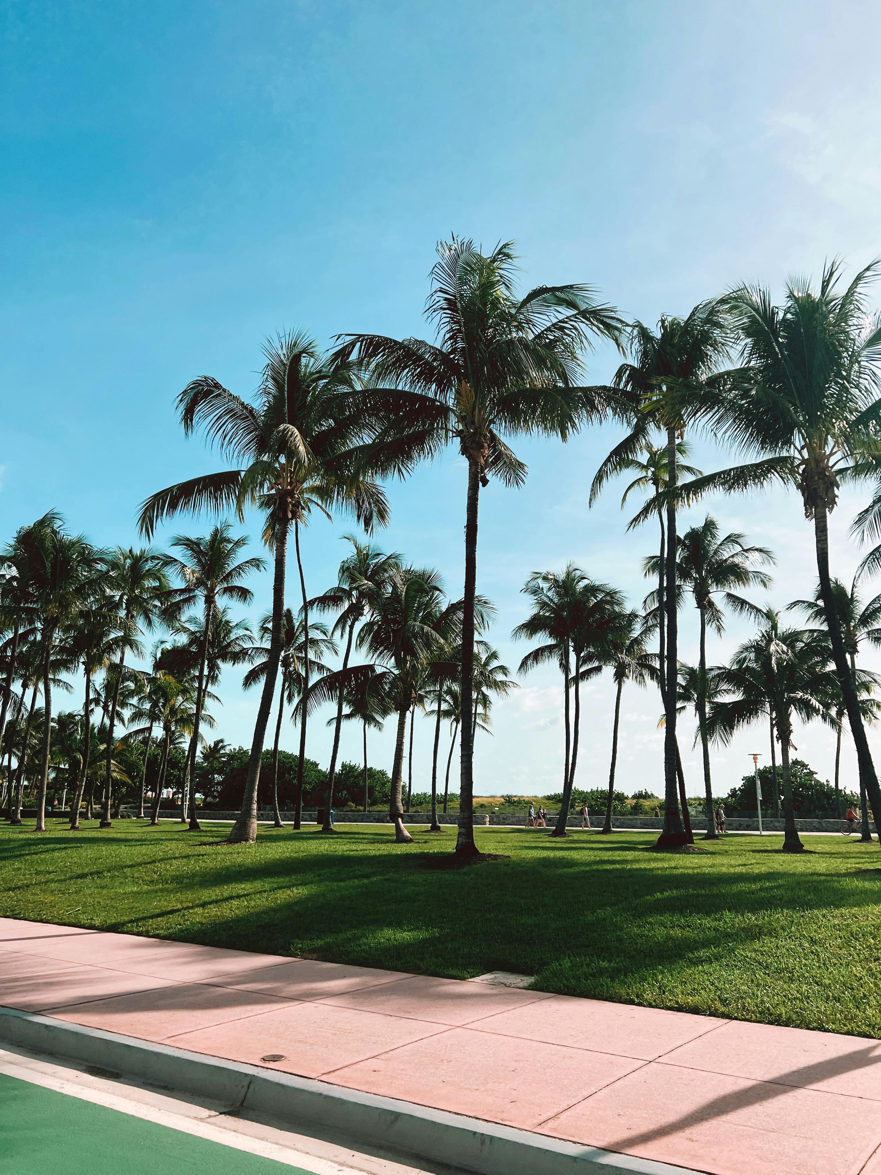 Palm Trees in Sunny Miami Park Setting · Free Stock Photo