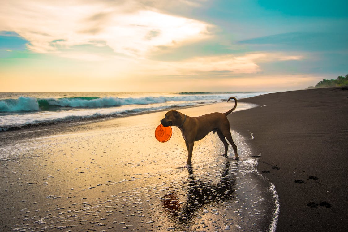 Cane Marrone A Pelo Corto In Riva Al Mare