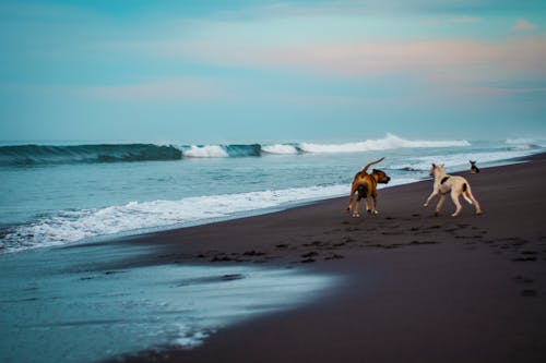 Immagine gratuita di cani, giocando, onde