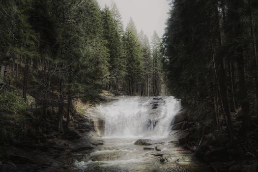 A tranquil waterfall cascades through a lush forest dense with towering pine trees.