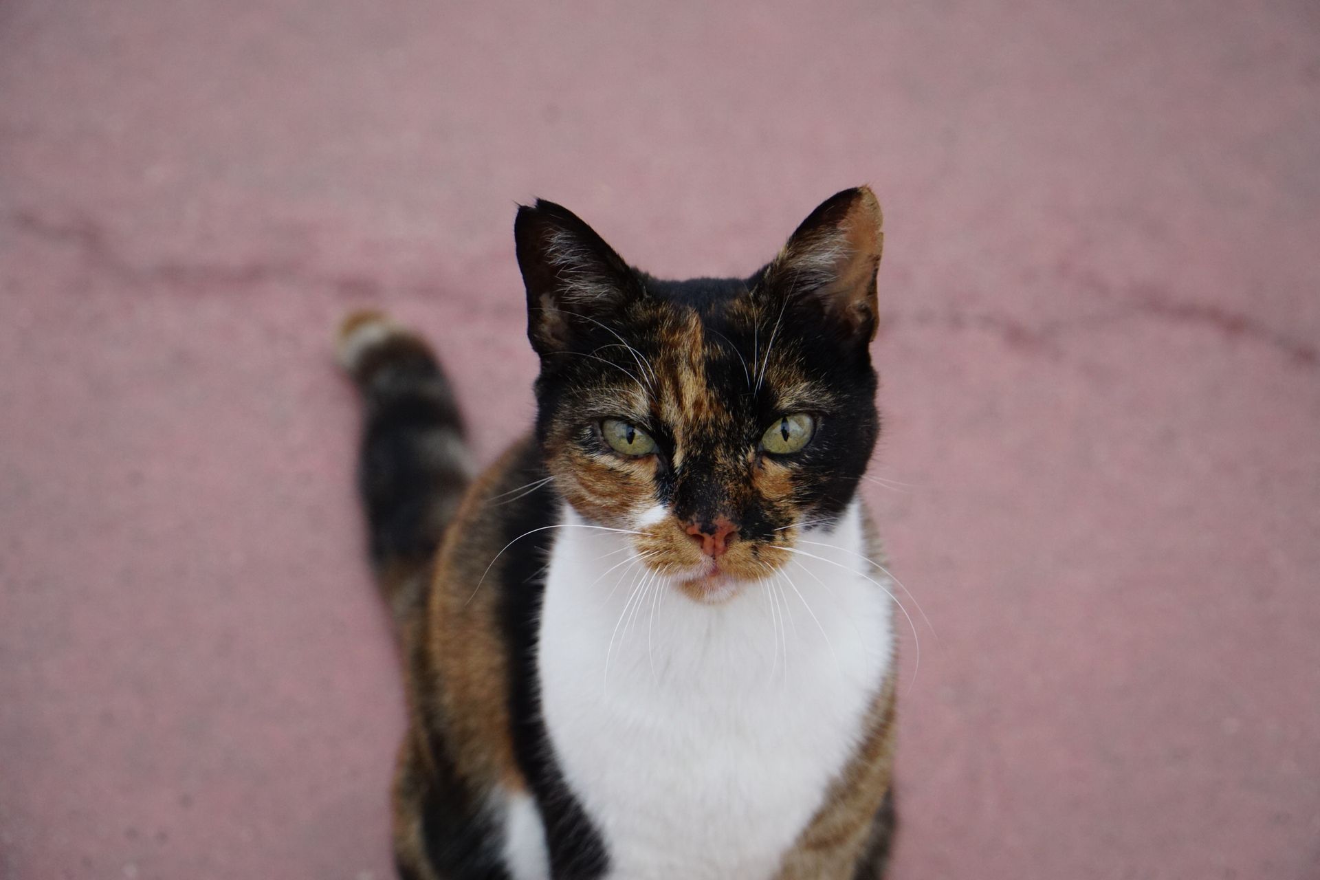Calico Cat on a Pink Concrete Surface