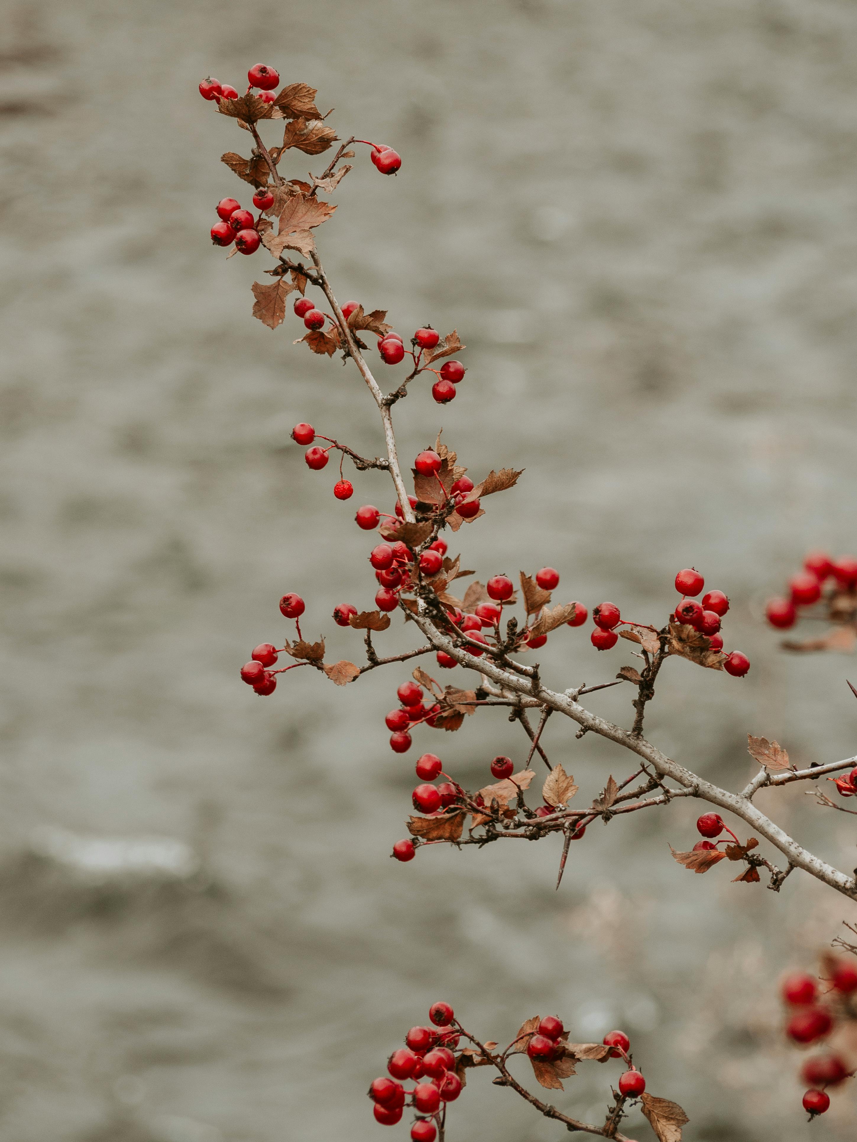 Commonly Produced Emu Berry Fruit