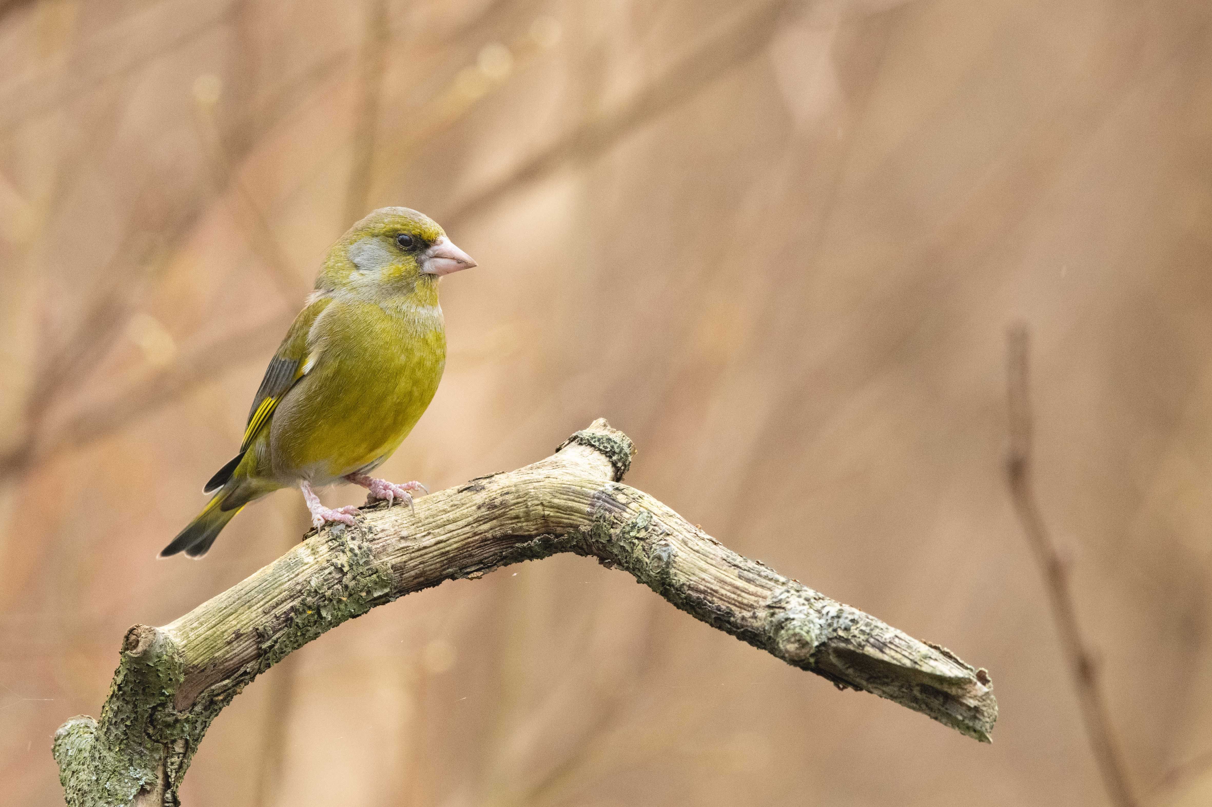 A European Greenfinch bird perched on a lichen-covered branch in a natural forest setting in France.
