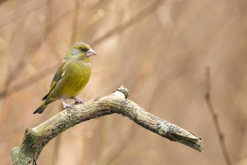 Free A European Greenfinch bird perched on a lichen-covered branch in a natural forest setting in France. Stock Photo