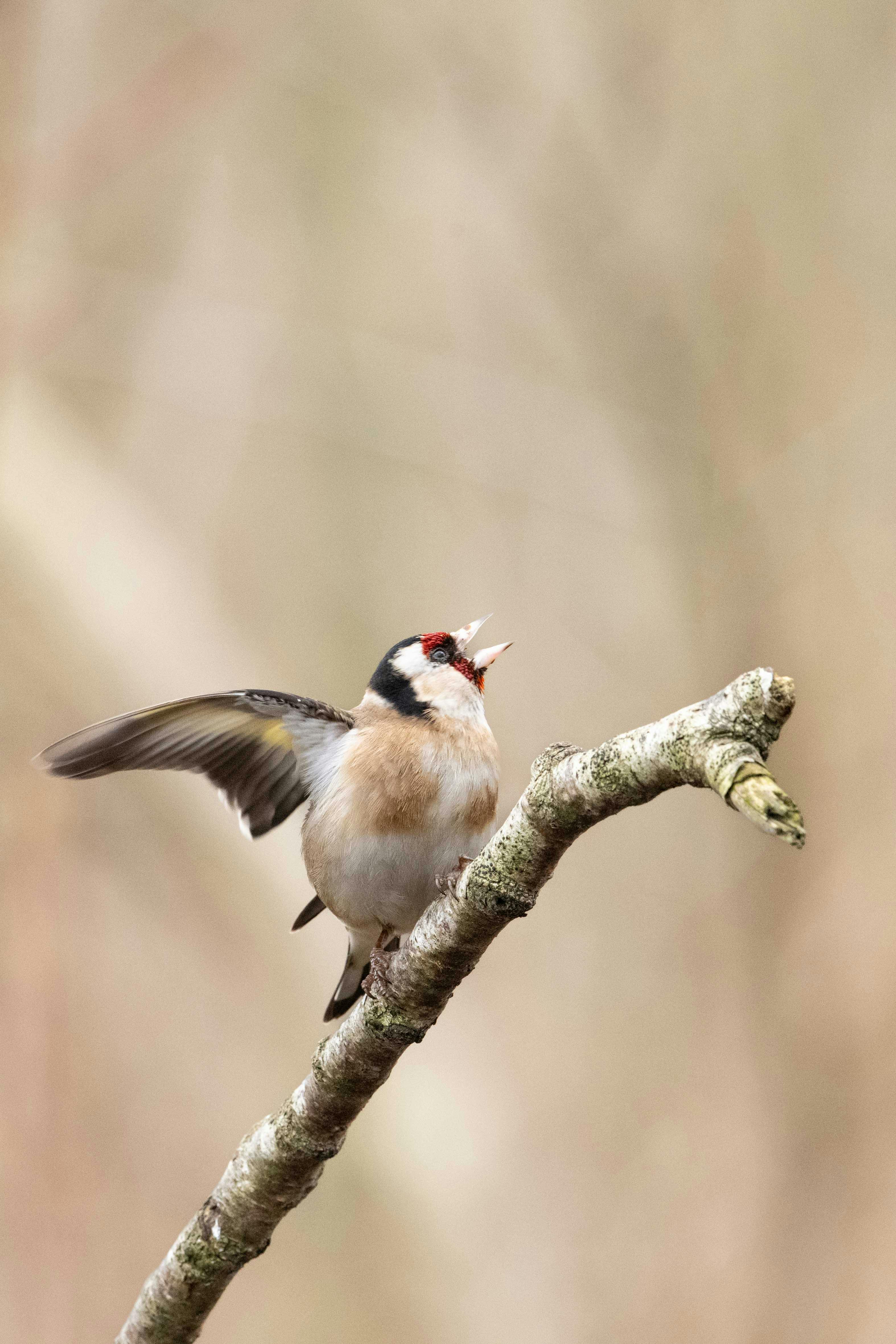 Singing Images Photos, Download The BEST Free Singing Images Stock