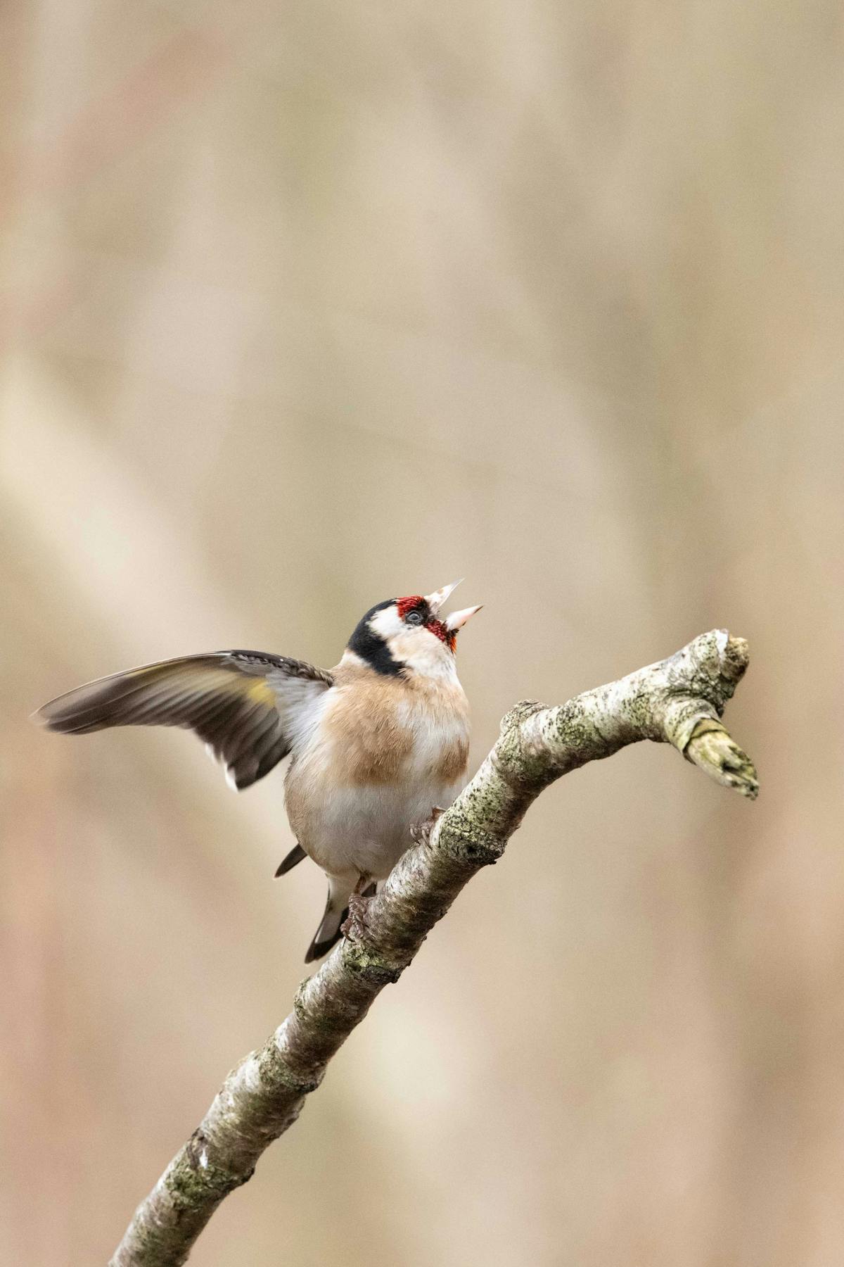 Singing Images Photos, Download The BEST Free Singing Images Stock