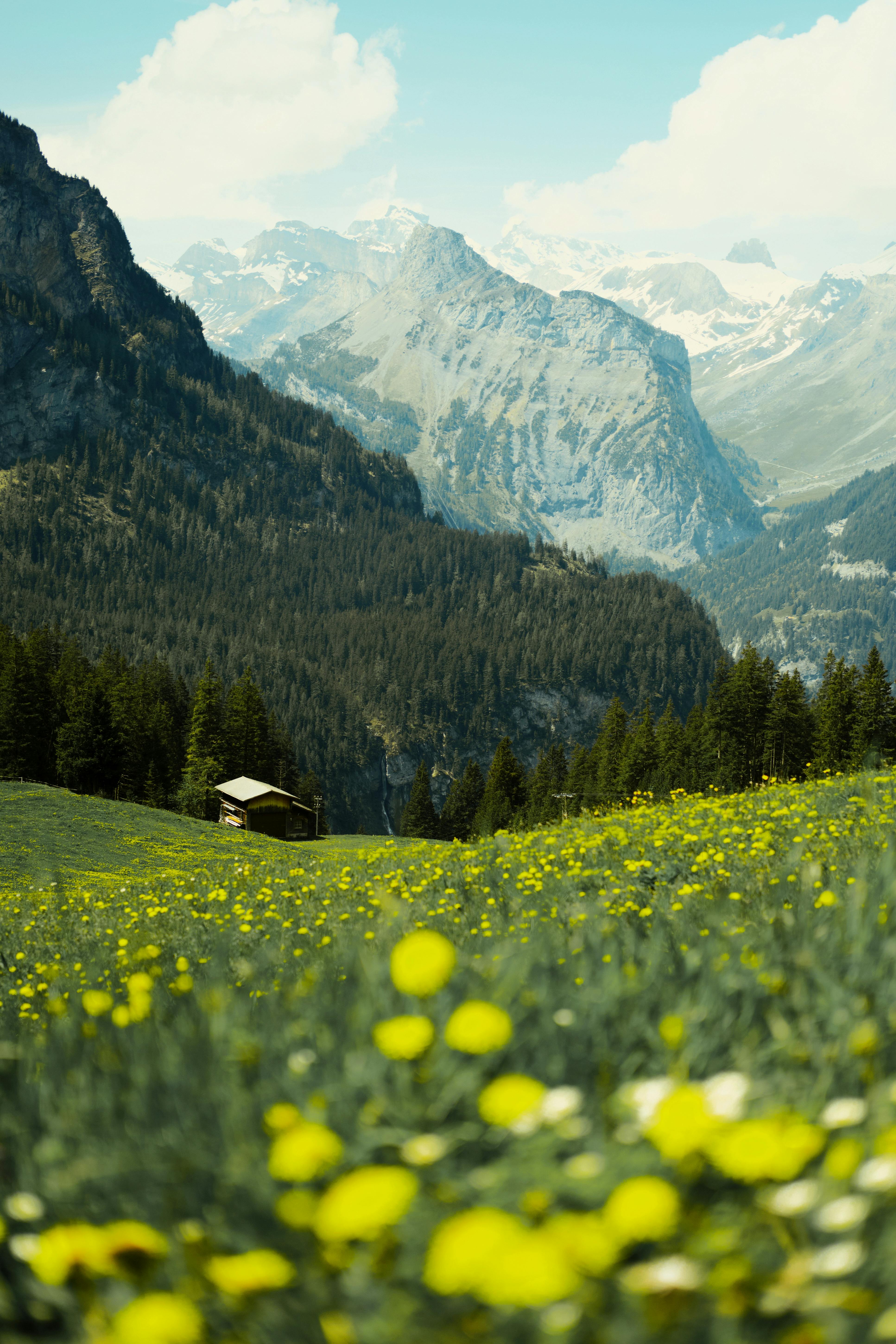 A stunning view of the Swiss Alps with a field of flowers and a rustic hut in Kandersteg, Switzerland.