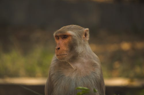 Messa A Fuoco Selettiva Foto Del Primate Marrone E Bianco