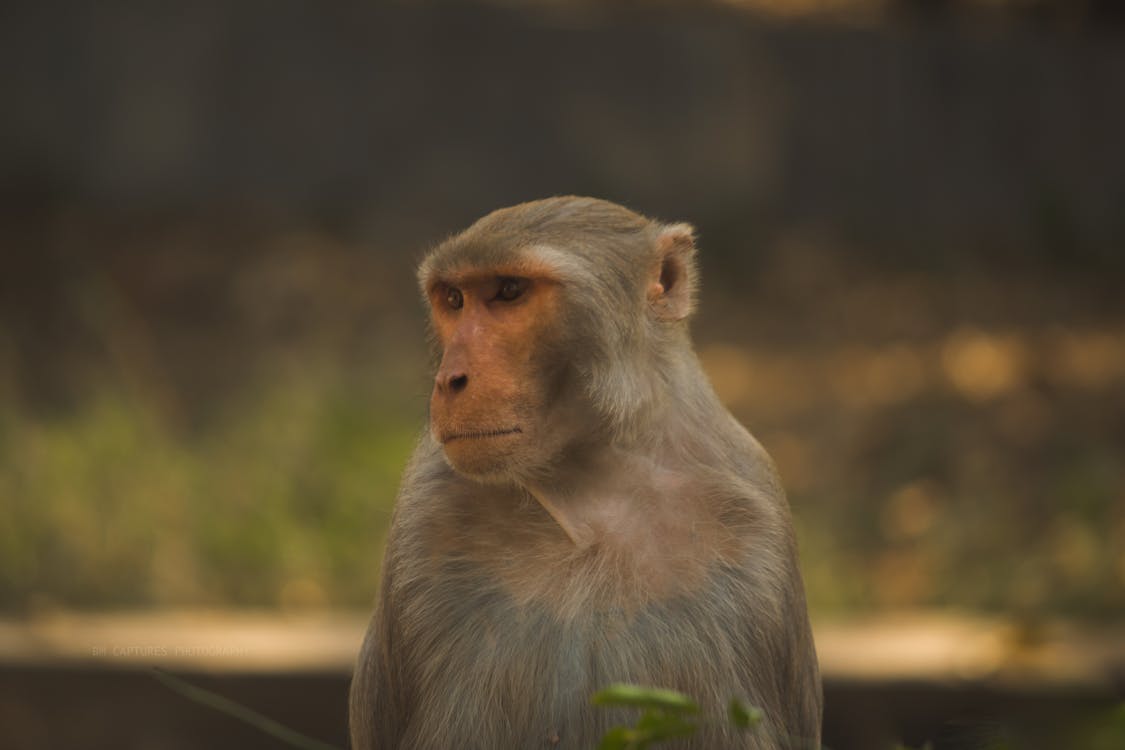 Selective Focus Photo of Brown and White Primate