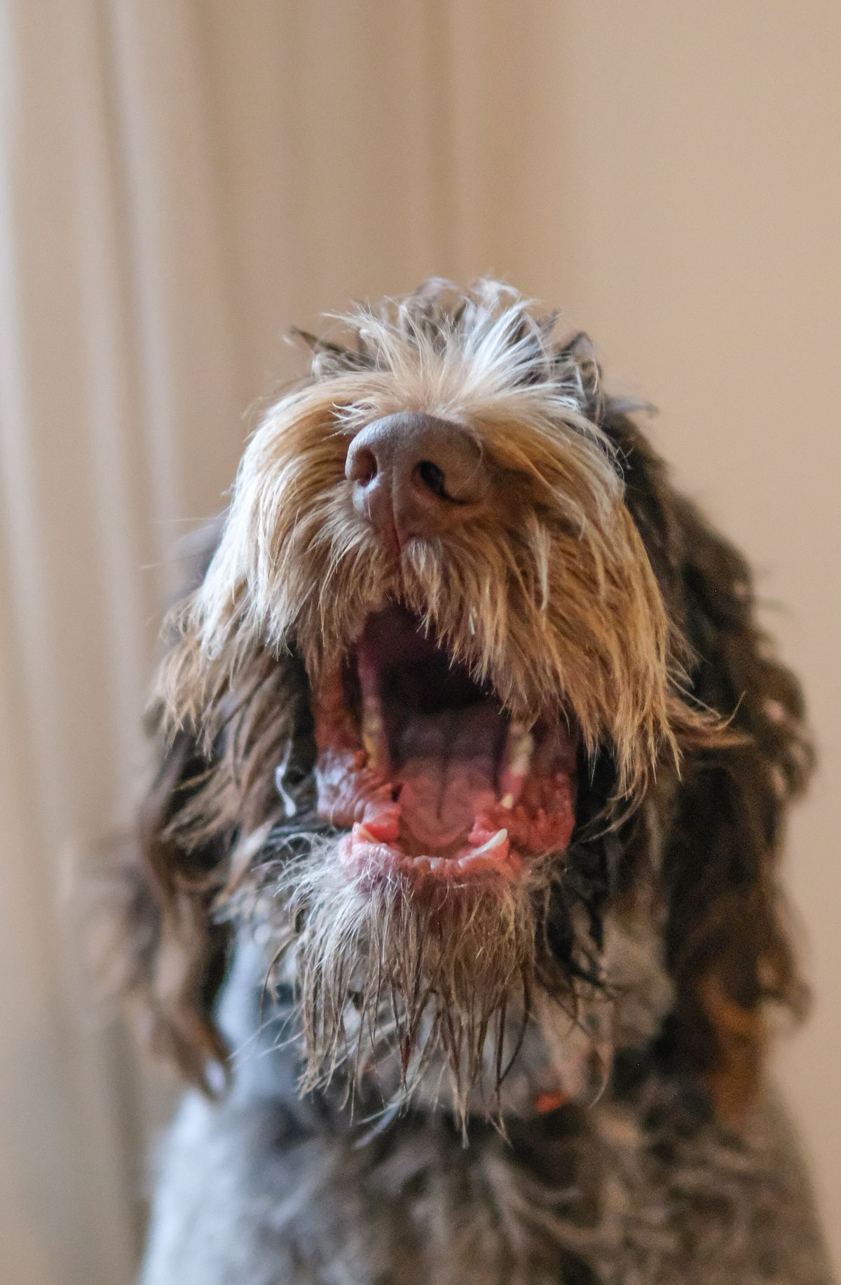 Chien à poil dur bâillant largement, gencives et dents bien visibles