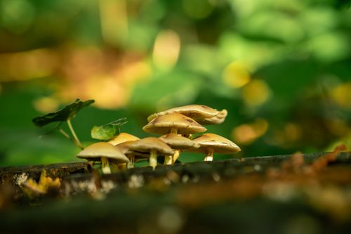 Free A close-up of wild mushrooms growing on a log in a vibrant, green forest setting. Stock Photo