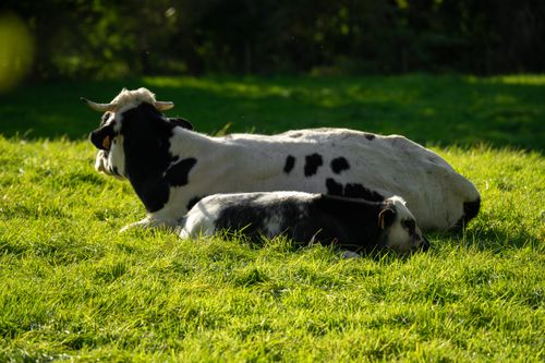 Free Two Holstein cows resting on a lush green pasture, enjoying a sunny day. Stock Photo