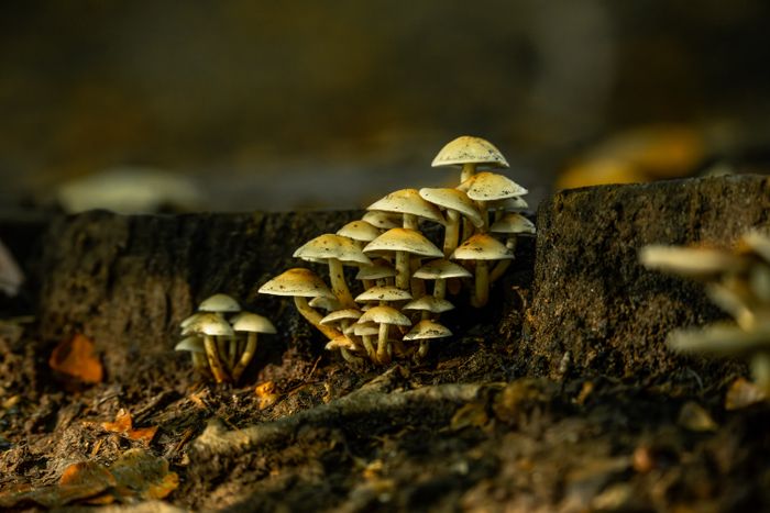 Ancient Fungal Networks Communicate With Electrical Signals