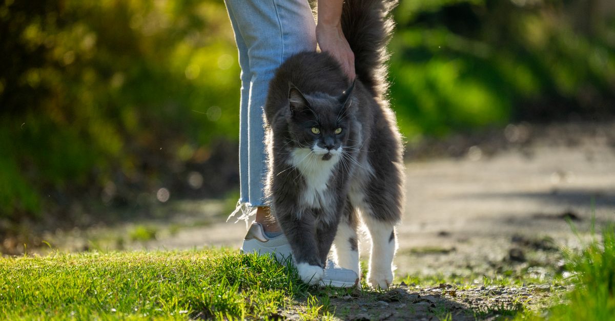 Gato Maine Coon e proprietário desfrutam de uma caminhada ao sol em um caminho gramado.