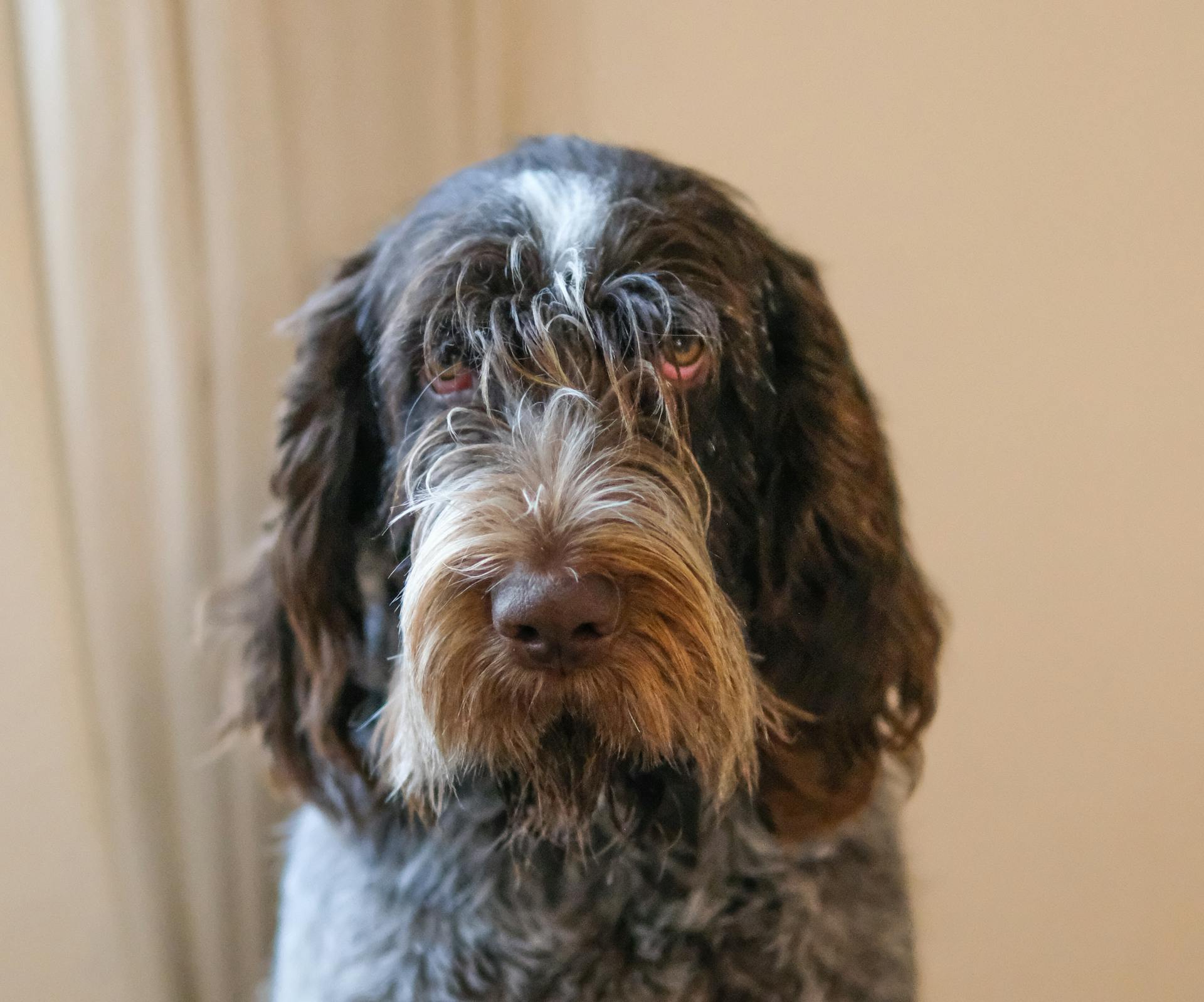 Porträtt av en Spinone Italiano med lockig päls