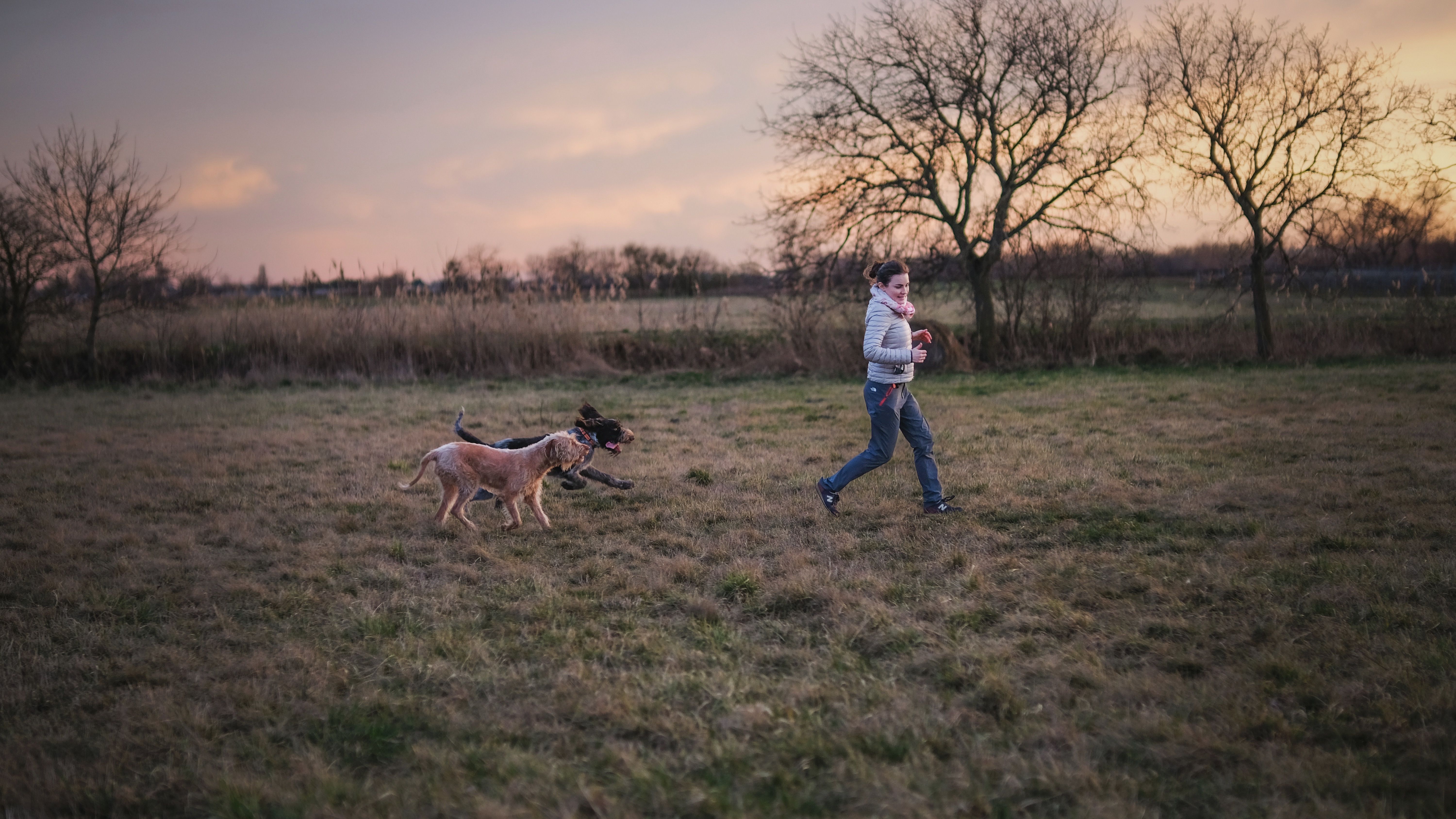 A woman jogging with dogs in an open field during sunset. Scenic and vibrant outdoor moment.