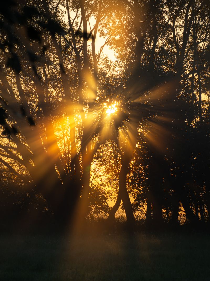 Sunlight Streaming Through Trees in Tranquil Park · Free Stock Photo