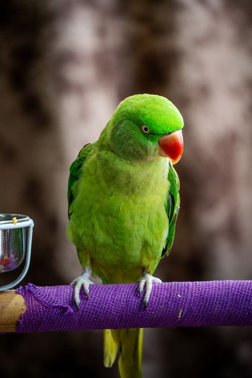 Free Close-up of a vibrant green parrot perched on a purple branch with a blurred background. Stock Photo