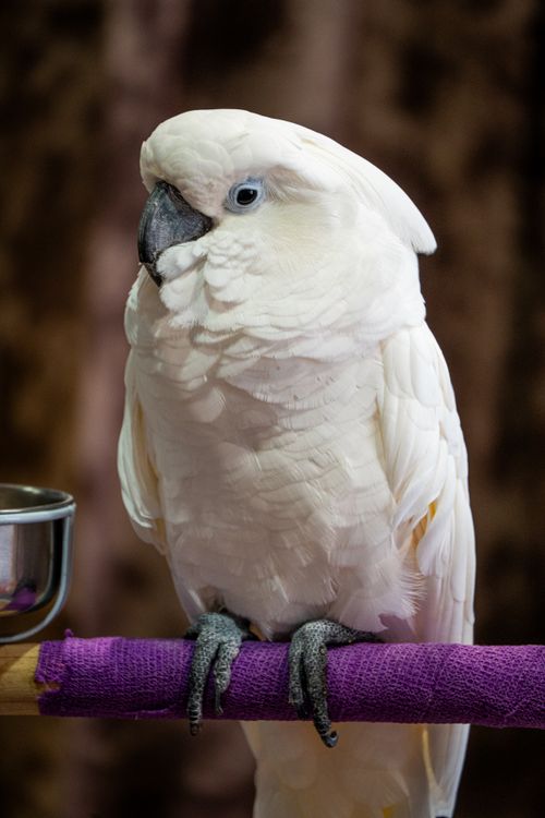 Free A beautiful white cockatoo parrot perched indoors on a purple-wrapped perch. Stock Photo