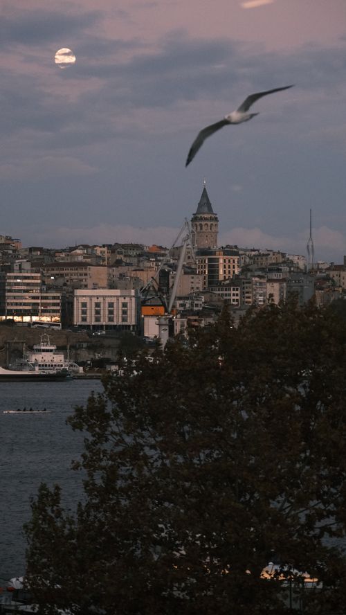 Free A serene twilight view of the Galata Tower and skyline in Istanbul with a seagull flying overhead. Stock Photo