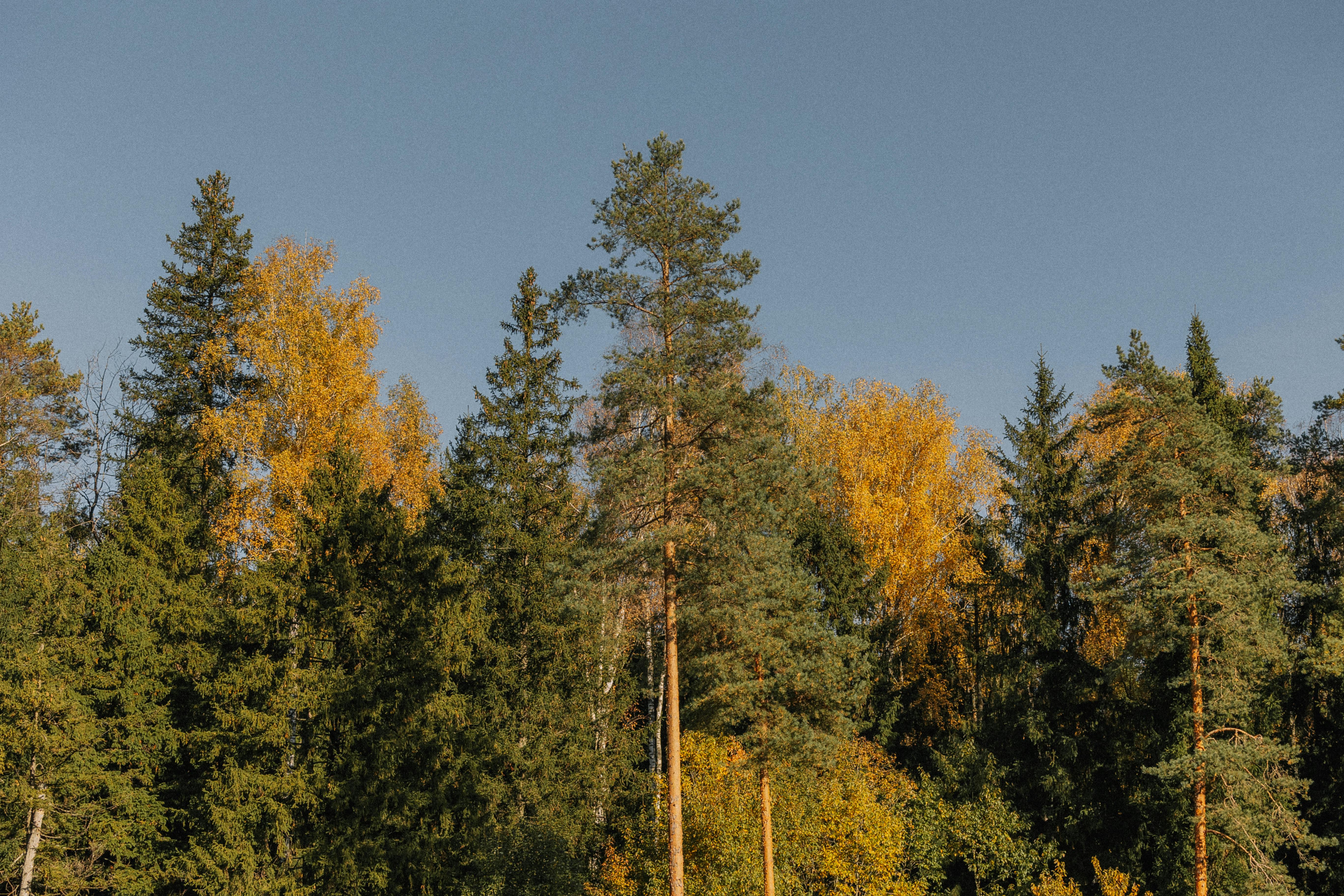 Ücretsiz Sonbahar Güneşinde Yemyeşil Orman Manzarası Stok Fotoğraflar
