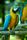 macaw