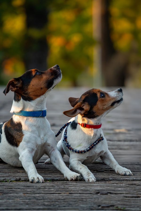 Two terriers sitting on a wooden walkway